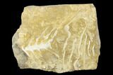 Archimedes Screw Bryozoan Fossil - Alabama #178214-1